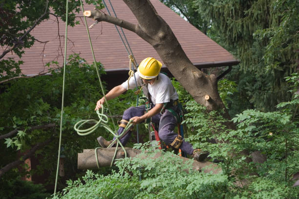 Best Storm Damage Tree Cleanup  in USA